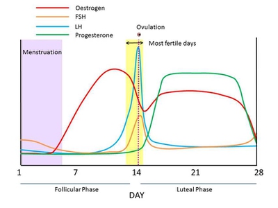 Hormone Levels Cycle Chart